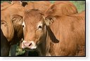 slikken van de heen natuurgebied natuur hdr Konikspaarden Uitkijktoren schotse hooglanders natuurmonumenten wisenten